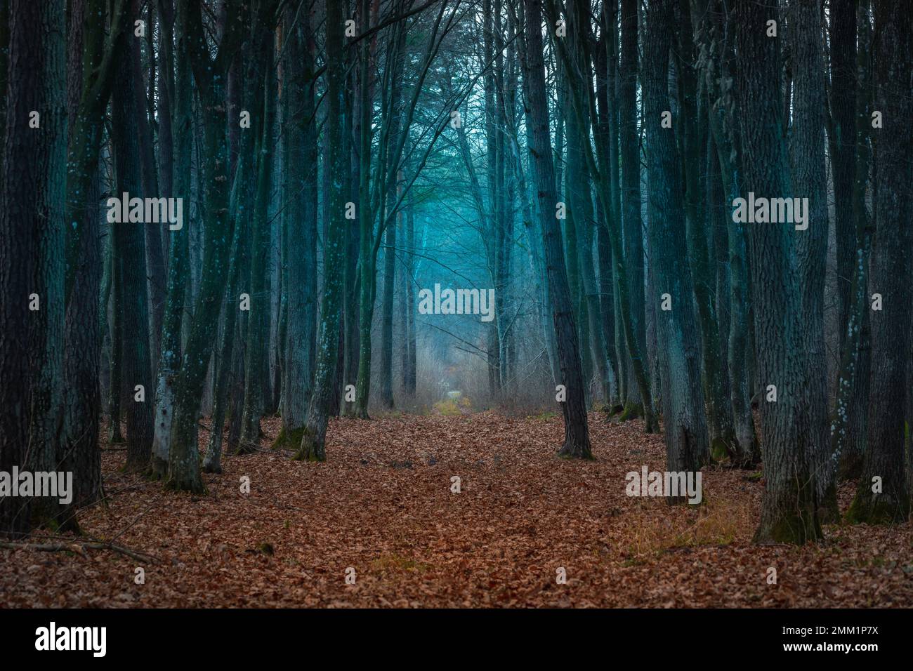Lying leaves on an alley in a secret forest, Zarzecze, eastern Poland Stock Photo