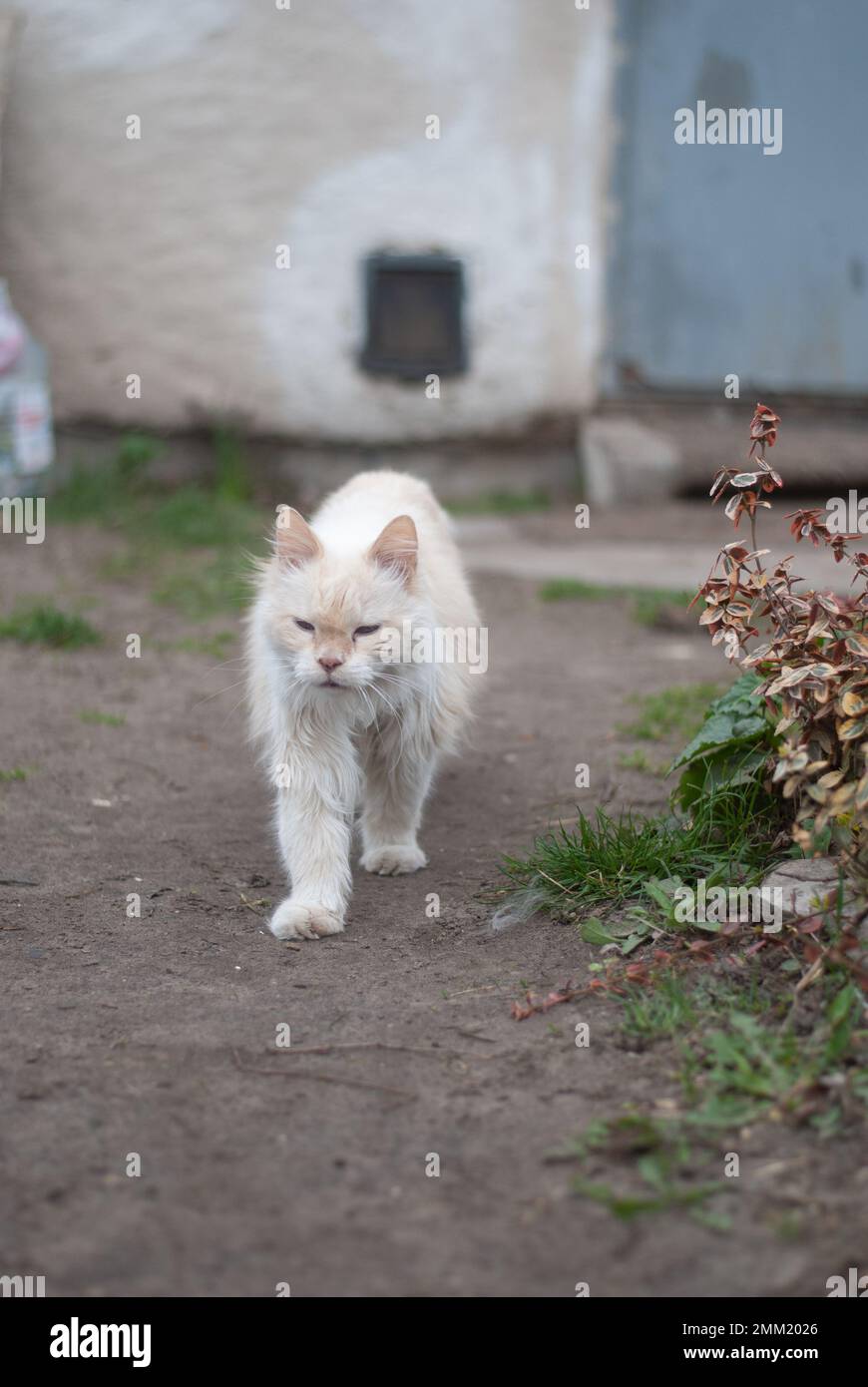 Cat in the garden Stock Photo - Alamy