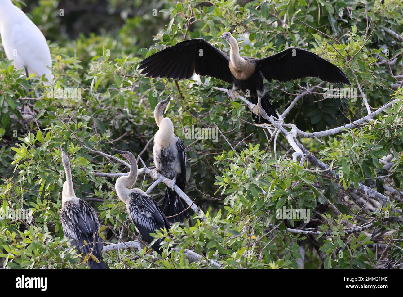 American tract society hires stock photography and images Alamy