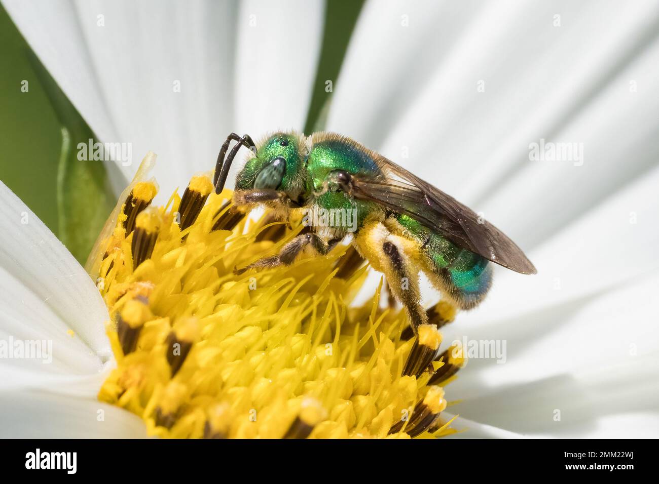 Macrophotography of green wild bee in white cosmos flower Stock Photo