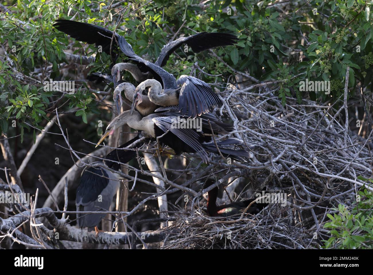 American tract society hires stock photography and images Alamy