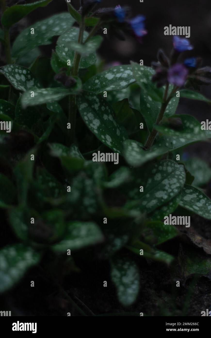 Plant with green leaves in the garden Stock Photo - Alamy
