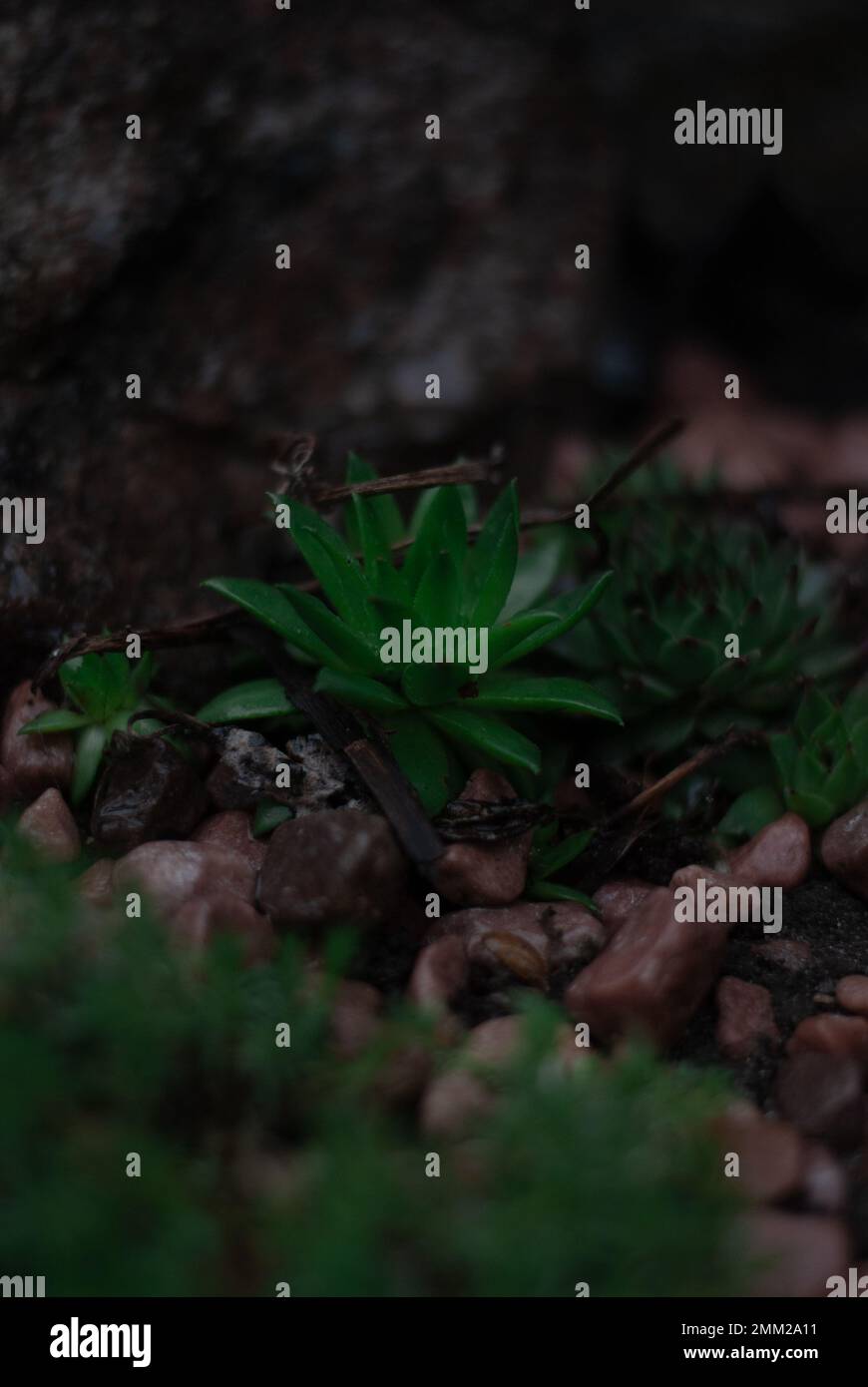 Stony garden hi-res stock photography and images - Alamy