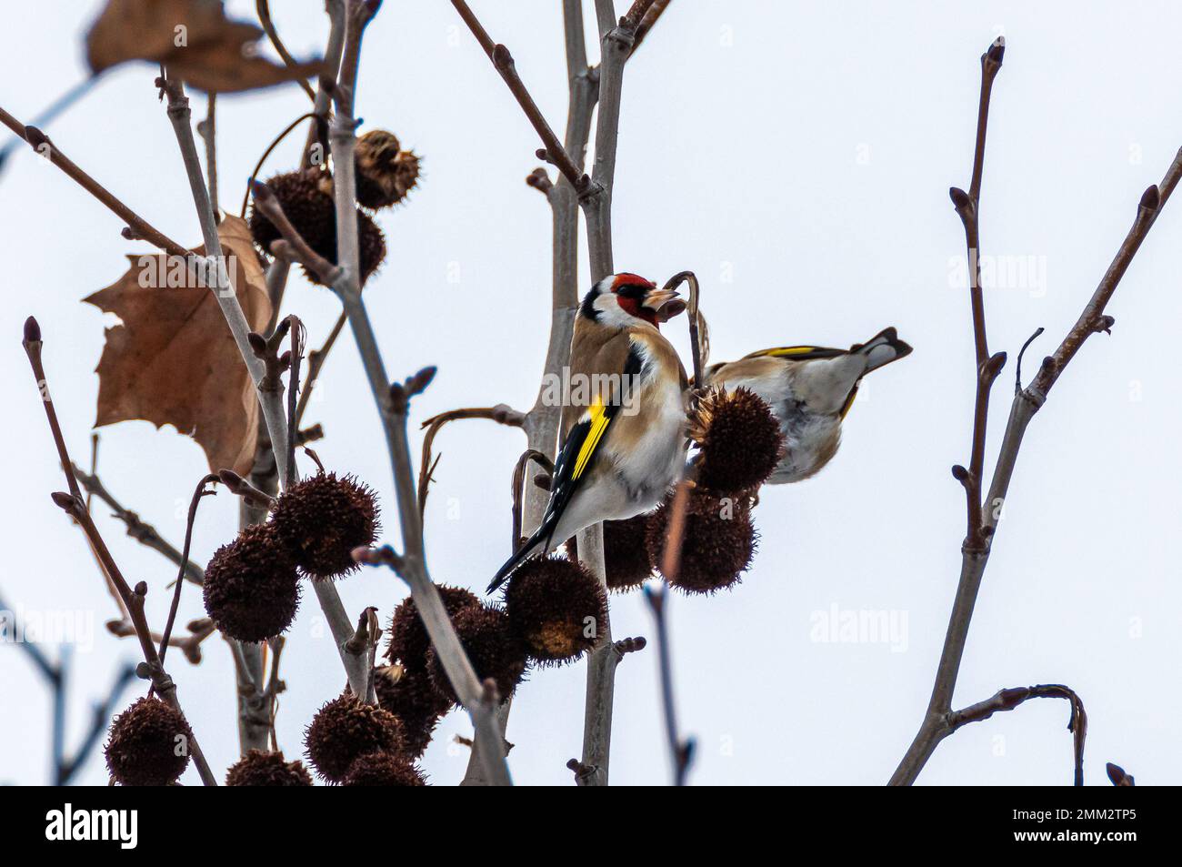 European gold finch close up shot Stock Photo - Alamy