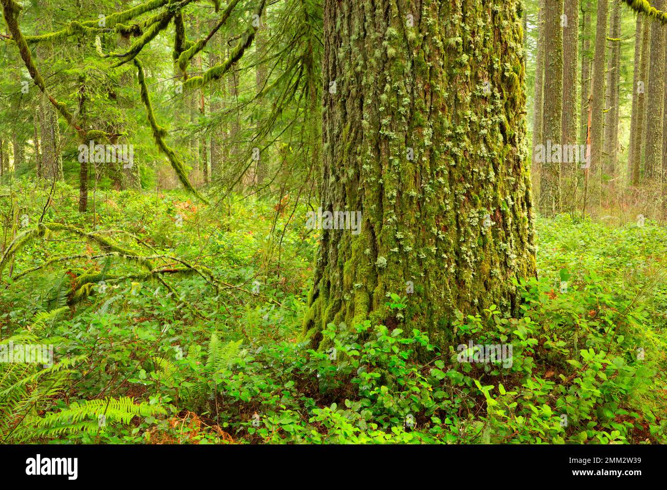 Douglas fir forest, Silver Falls State Park, Oregon Stock Photo
