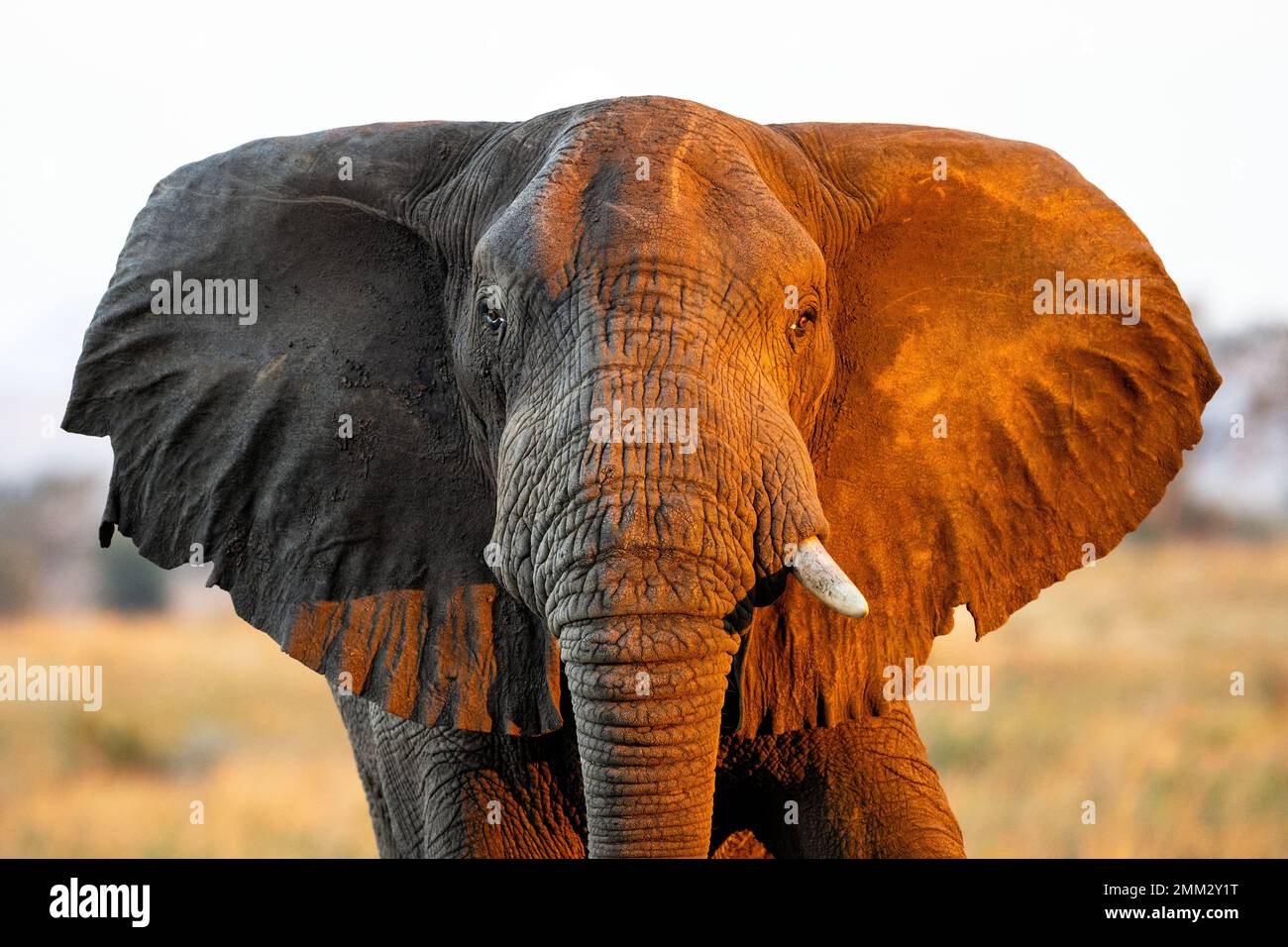 A head shot of a bull elephant, lit by warm evening sun in the Kidepo National Park, northern Uganda. Stock Photo