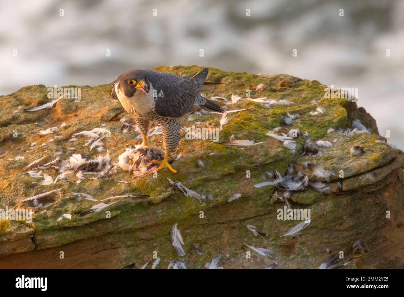 Peregrine falcon (Falco peregrinus) eating black turnstone, Devils Punchbowl State Park, Oregon Stock Photo