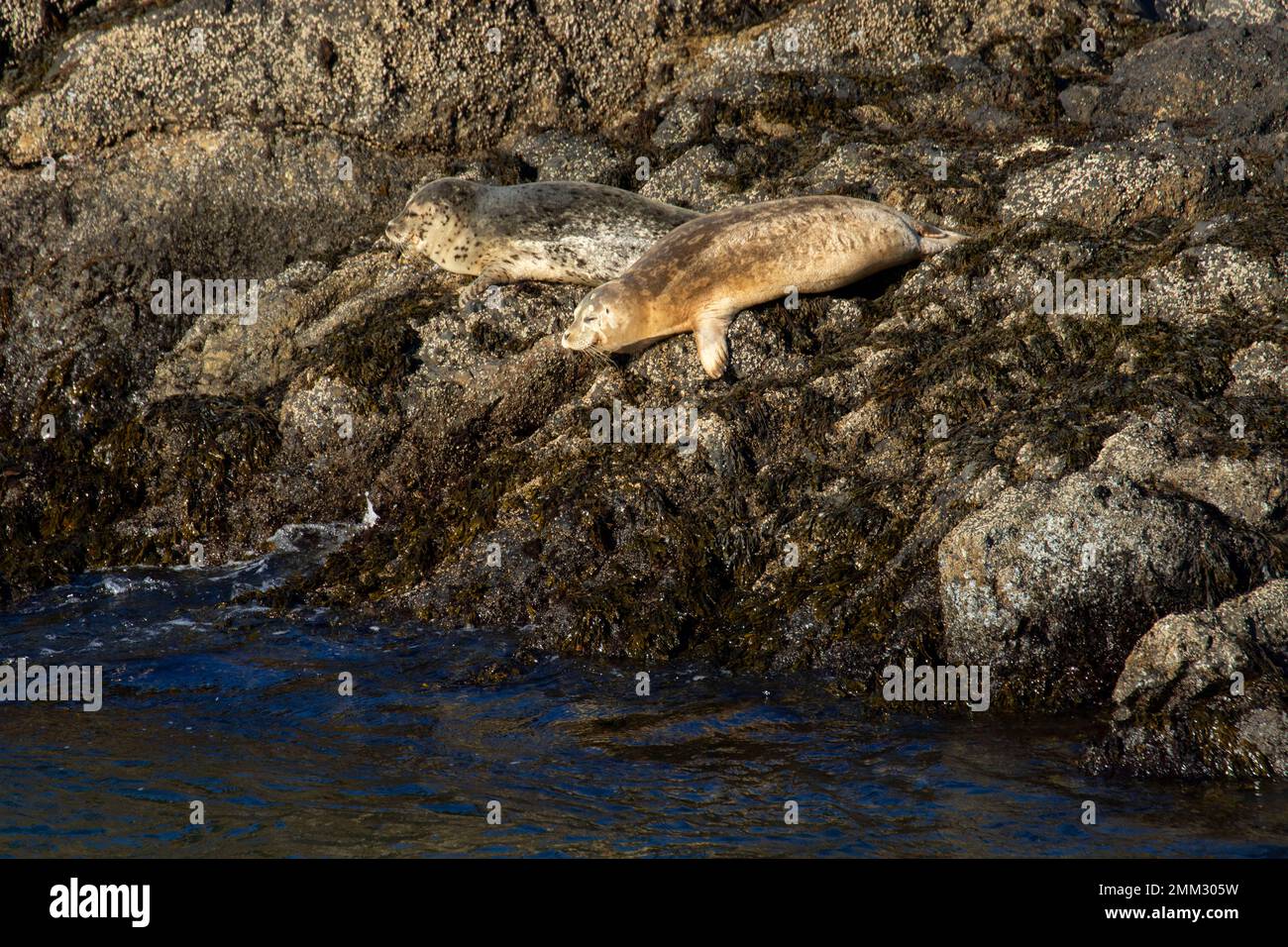 Harbor seals (Phoca vitulina) at Quarry Cove, Yaquina Head Outstanding Natural Area, Newport, Oregon Stock Photo
