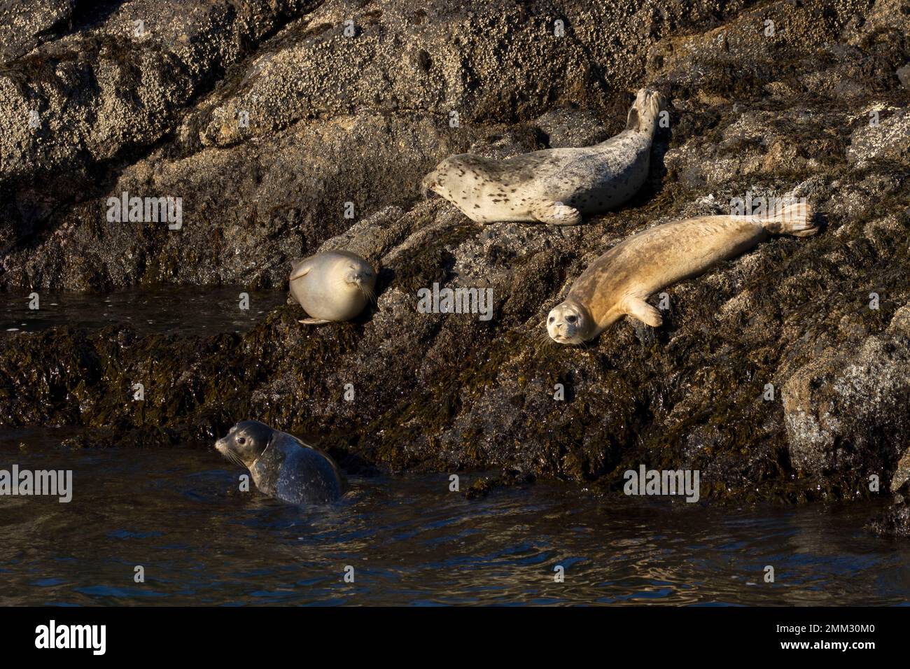Harbor seals (Phoca vitulina) at Quarry Cove, Yaquina Head Outstanding Natural Area, Newport, Oregon Stock Photo