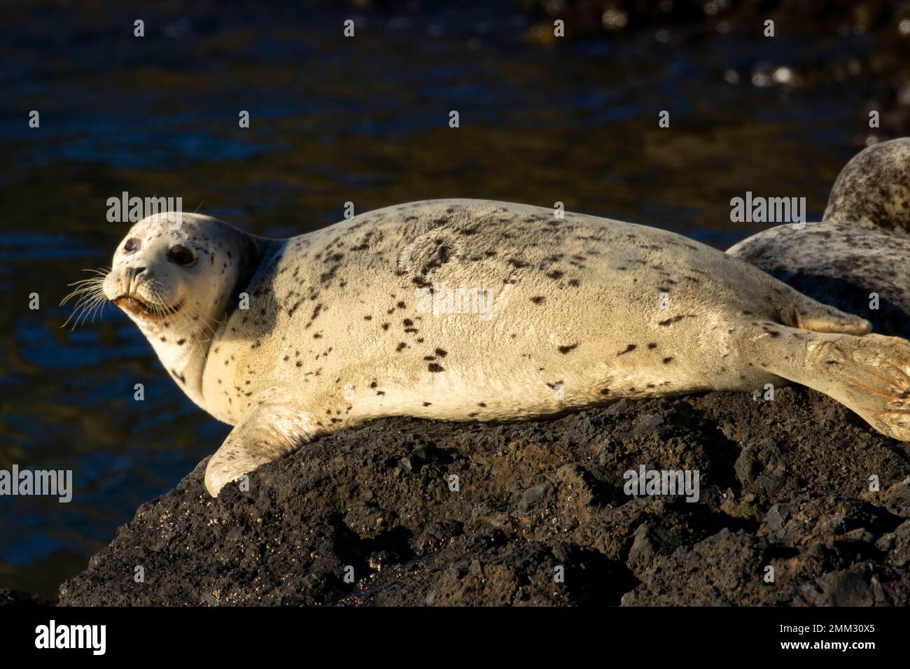 Harbor seal (Phoca vitulina) at Quarry Cove, Yaquina Head Outstanding Natural Area, Newport, Oregon Stock Photo