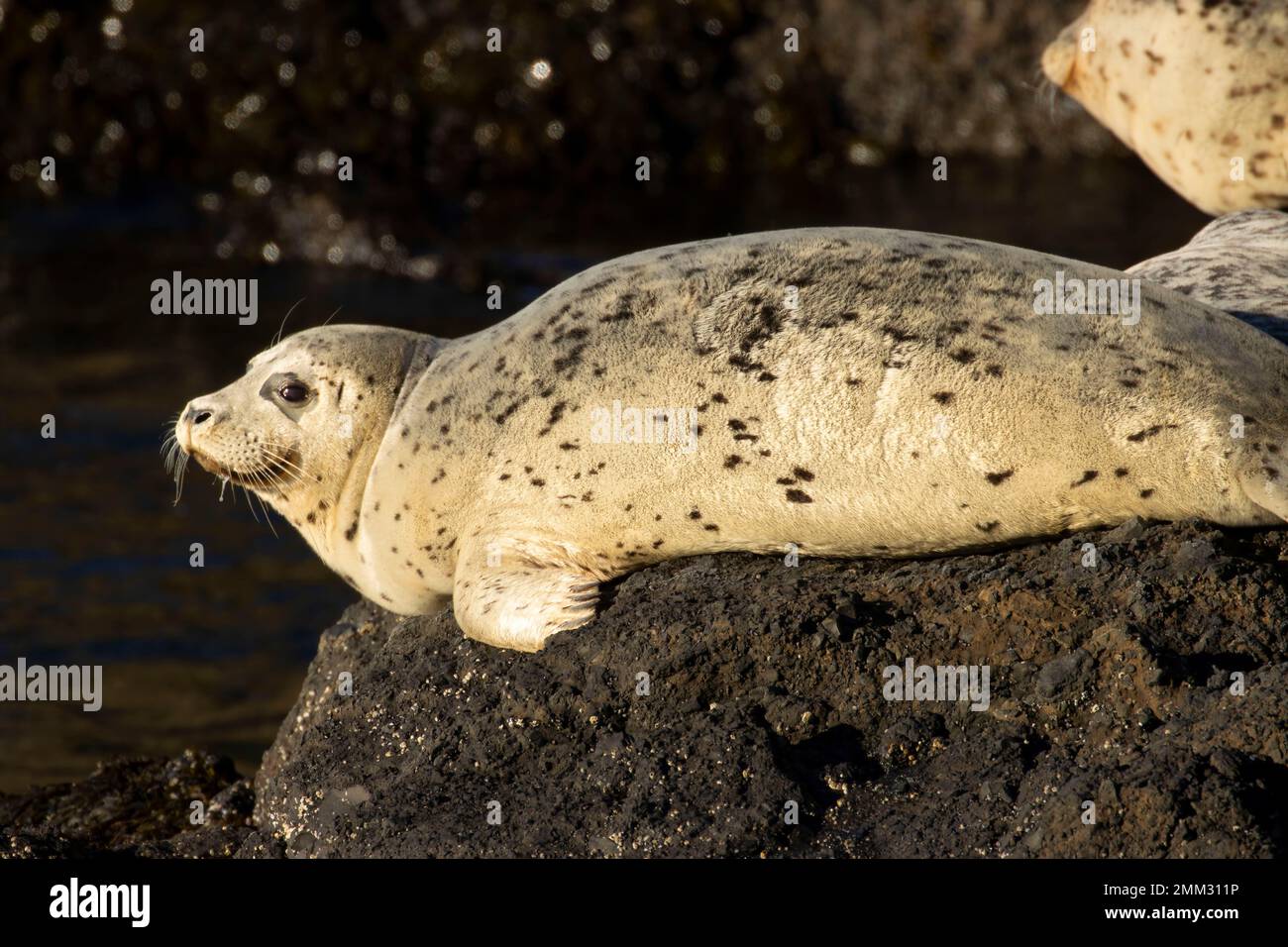 Harbor seal (Phoca vitulina) at Quarry Cove, Yaquina Head Outstanding Natural Area, Newport, Oregon Stock Photo