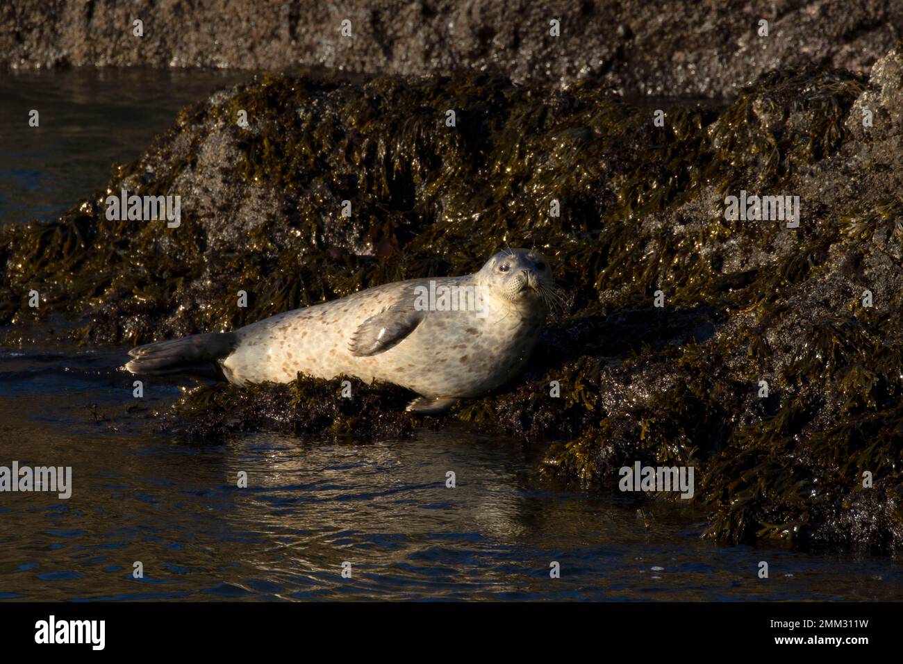 Harbor seal (Phoca vitulina) at Quarry Cove, Yaquina Head Outstanding