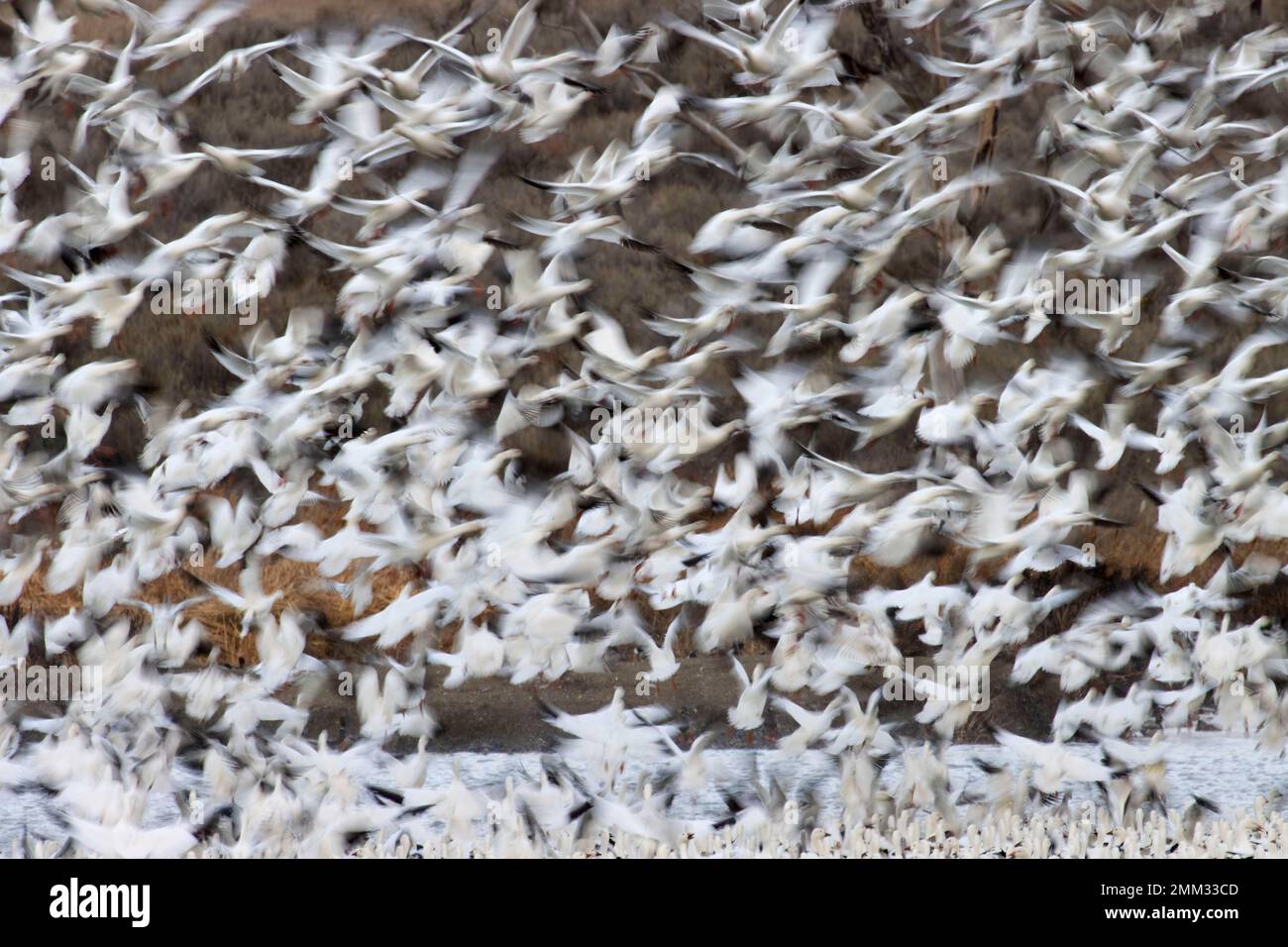 Snow geese (Anser caerulescens) in flight, McNary National Wildlife Refuge, Washington Stock Photo