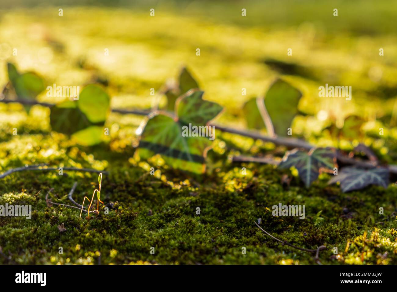 Moss leaves hi-res stock photography and images - Alamy
