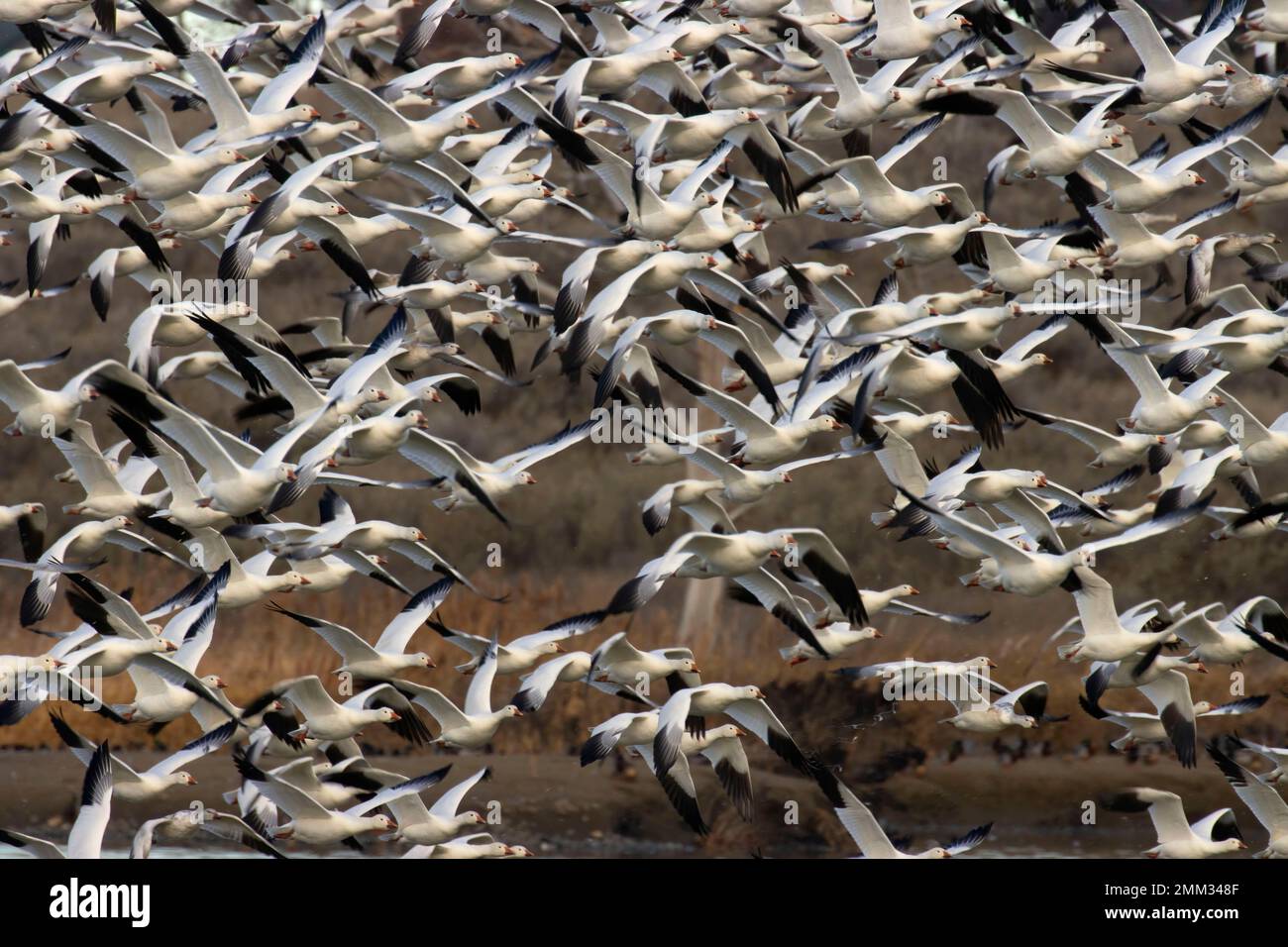 Snow geese (Anser caerulescens) in flight, McNary National Wildlife Refuge, Washington Stock Photo