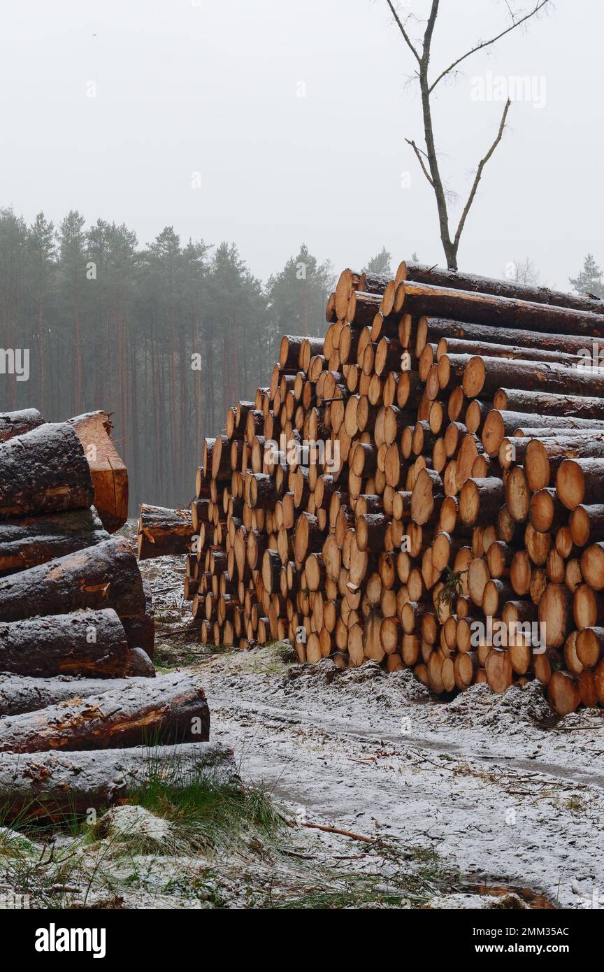 Chopped wood logs for sale with snow covering during the winter Stock