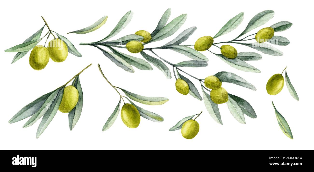 Olive Branches set. Watercolor hand drawn illustration with green ...
