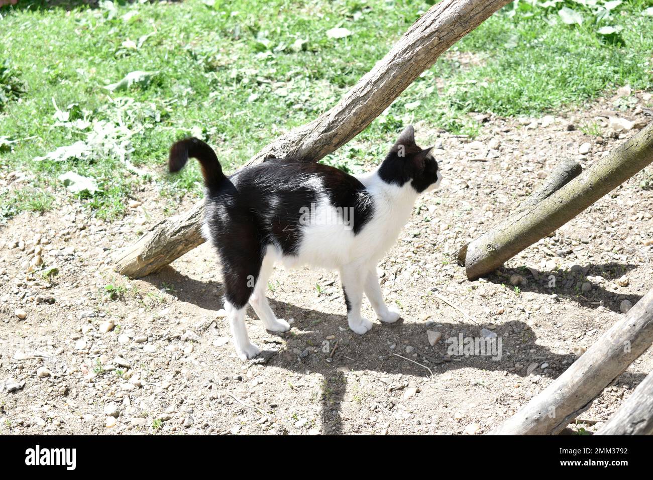 Sunny summer day in a farmyard and a cute black and white female young cat. Stock Photo