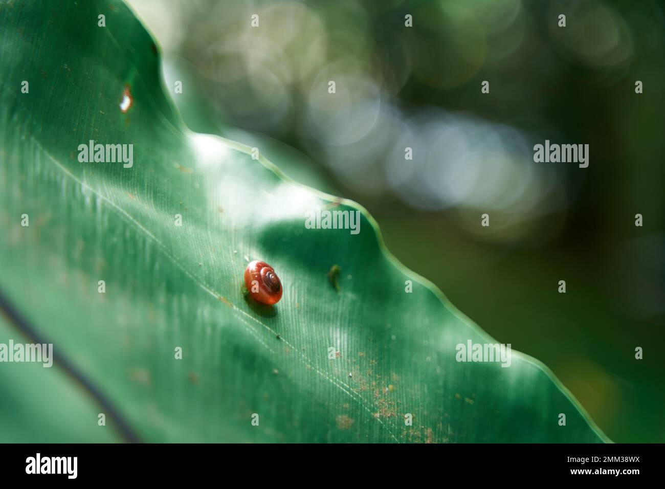 Micro little snail on a green plant leaf in the jungle Stock Photo - Alamy