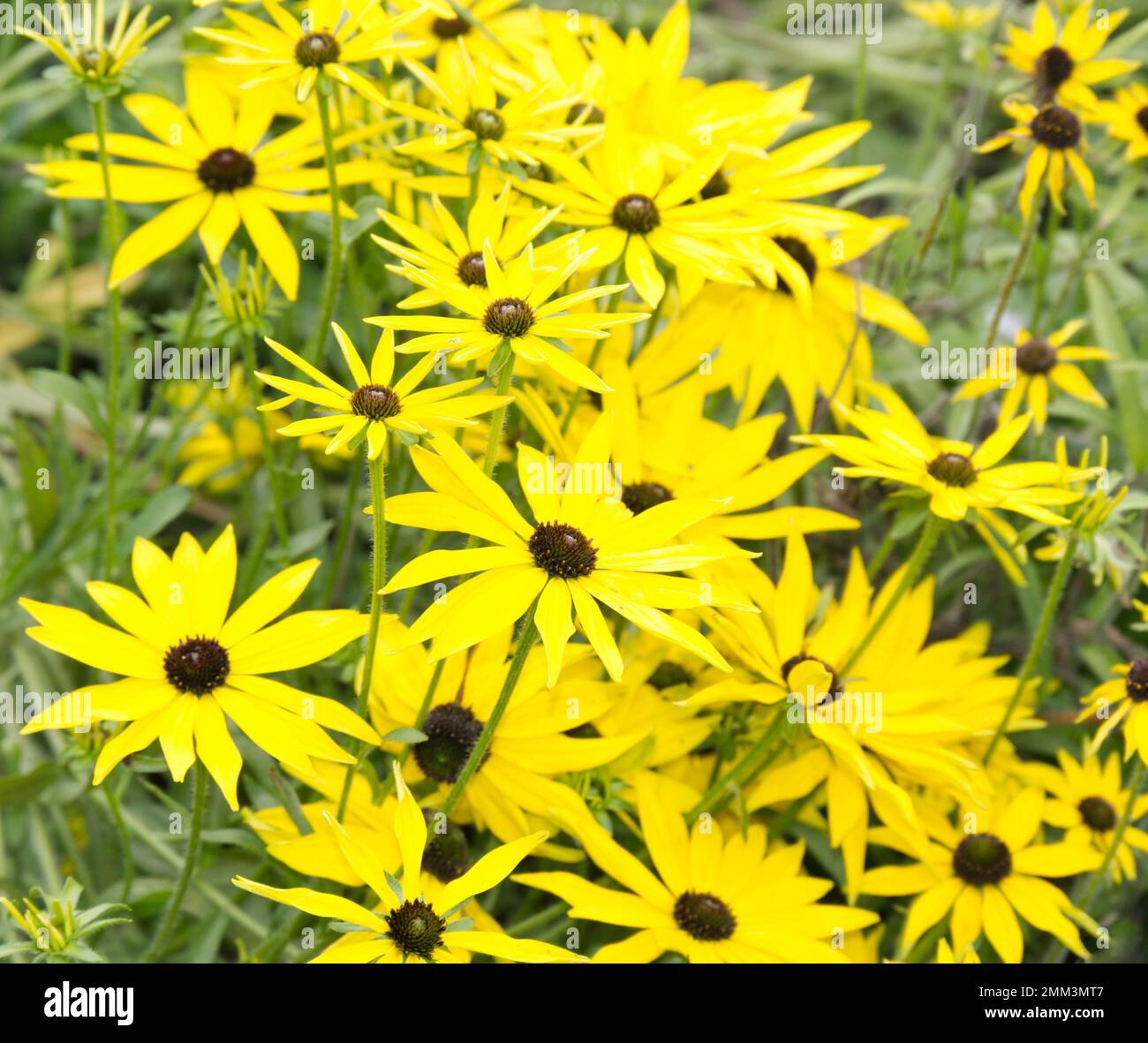 Fall Rudbeckia Brilliant yellow autumn flowers of Rudbeckia missouriensis, also known ...