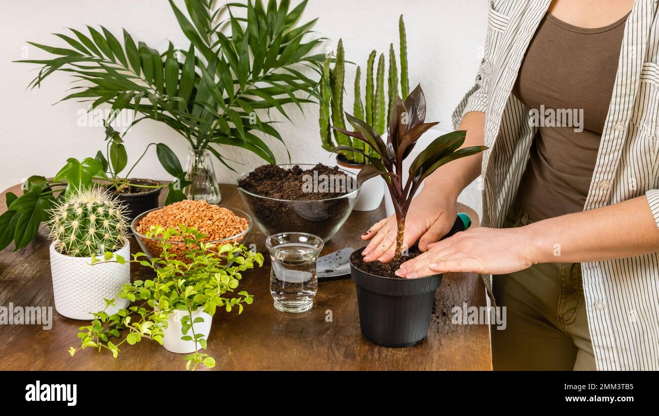 Young female gardener plants indoor palm in flowerpot with fertile soil on wooden table. Indoor planting and gardening concept. DIY home garden of Stock Photo