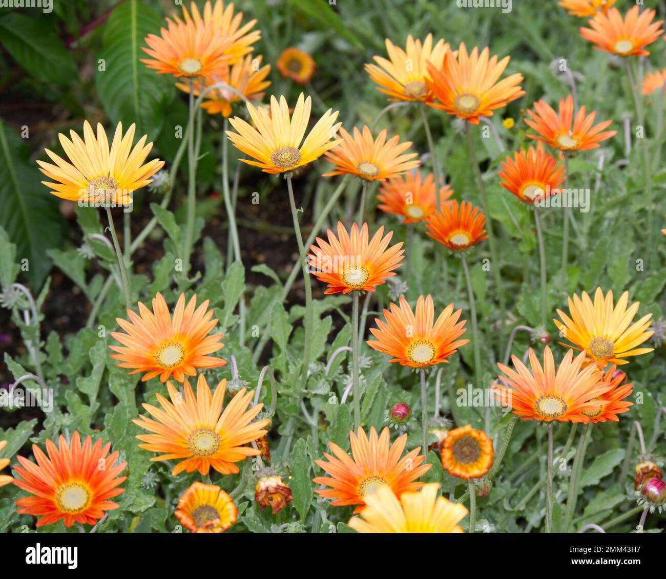 Orange flowers of African Daisy or Arctotis blooming in a UK garden September Stock Photo