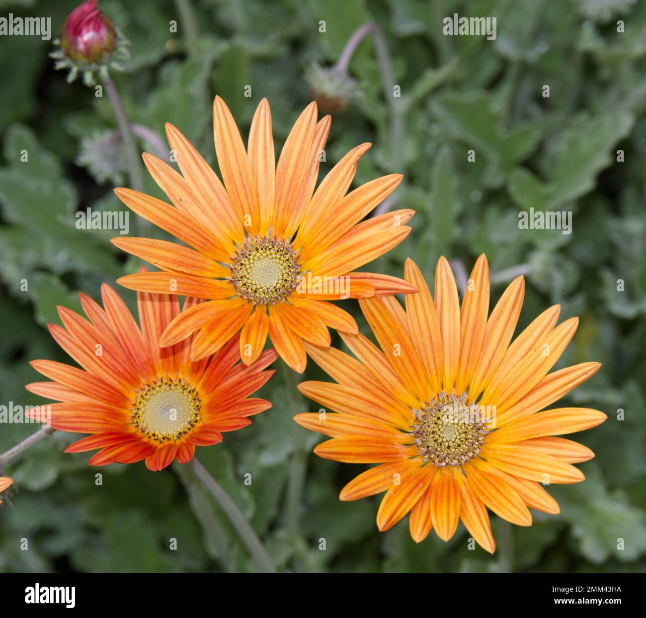 Orange flowers of African Daisy or Arctotis blooming in a UK garden September Stock Photo