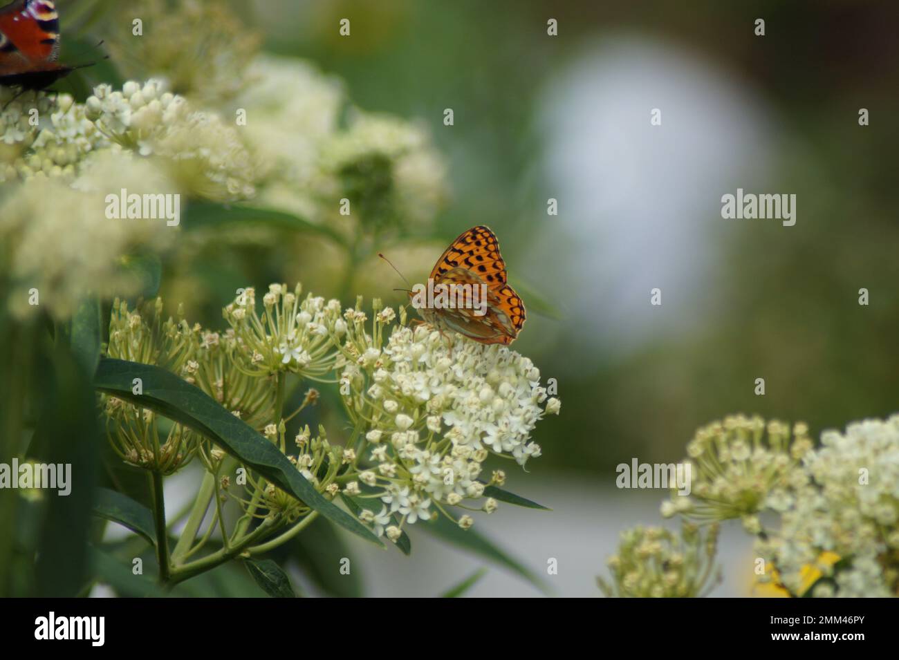 Butterfly emperor cloak sitting on a white flower Stock Photo - Alamy