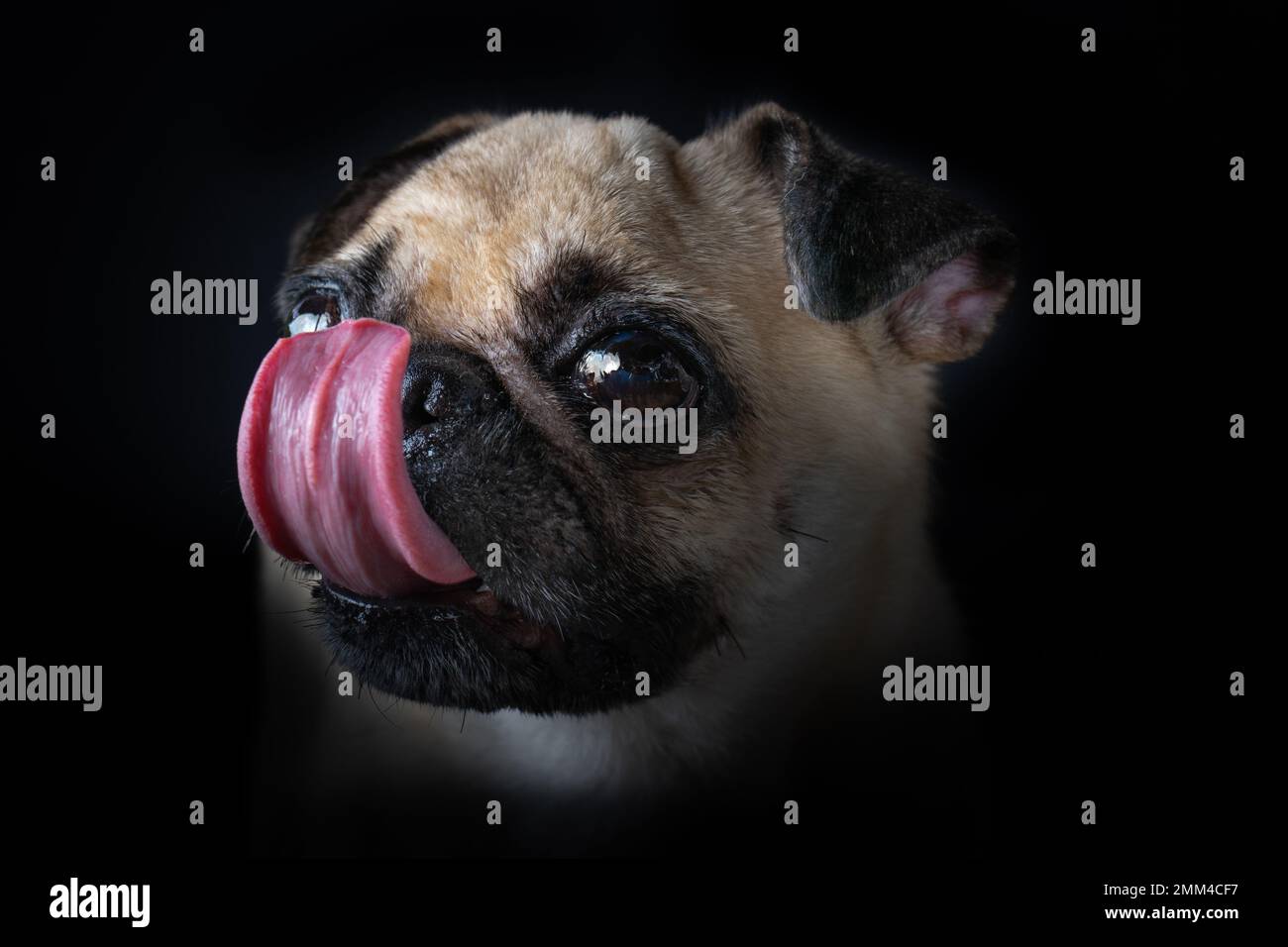 Nose licking good. Pugs are one of the most adorable pet with their sad look. Stock Photo