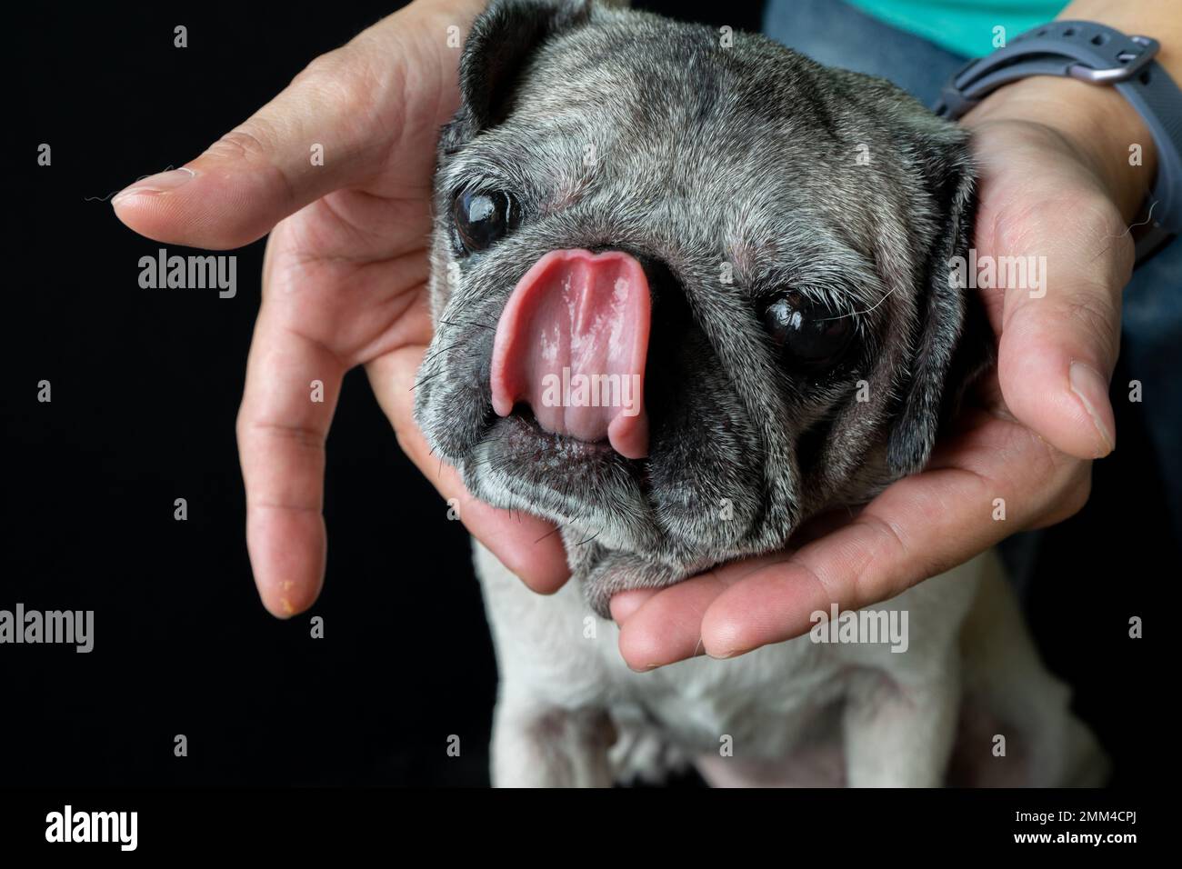 Nose licking good. Pugs are one of the most adorable pet with their sad look. Stock Photo