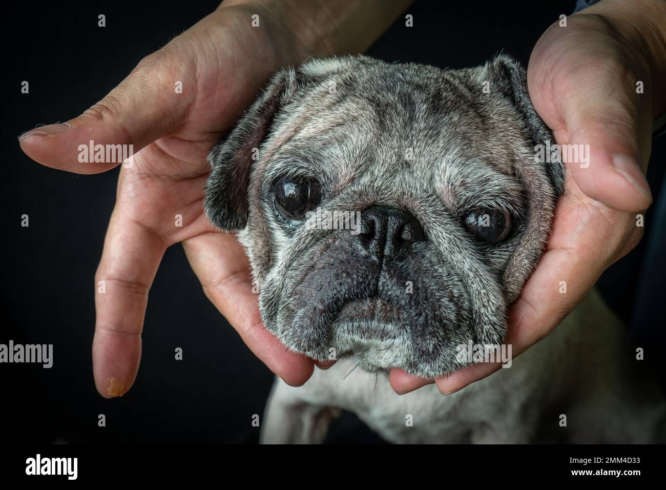 Pugs are one of the most adorable pet with their sad look. Stock Photo