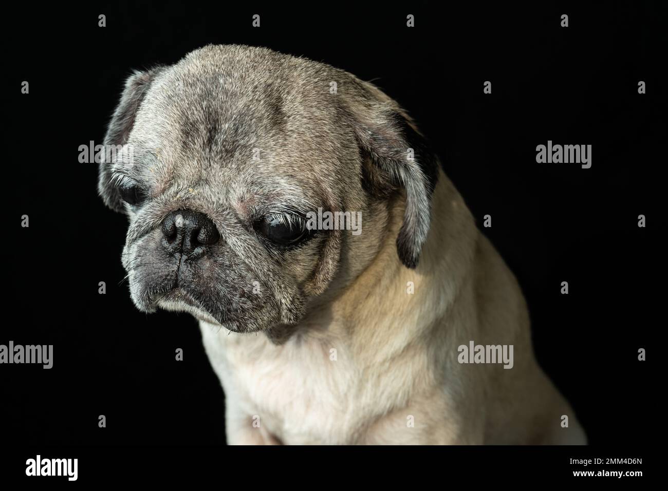 Pugs are one of the most adorable pet with their sad look. Stock Photo