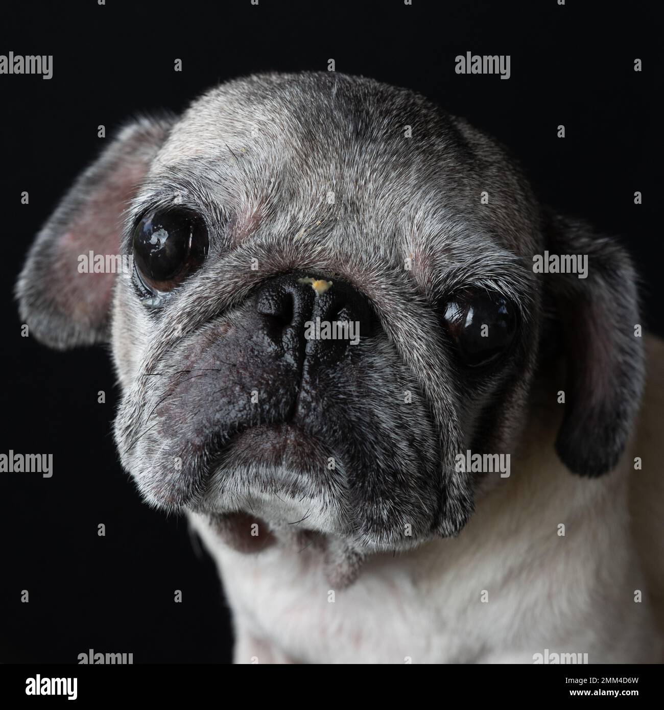 Pugs are one of the most adorable pet with their sad look. Stock Photo