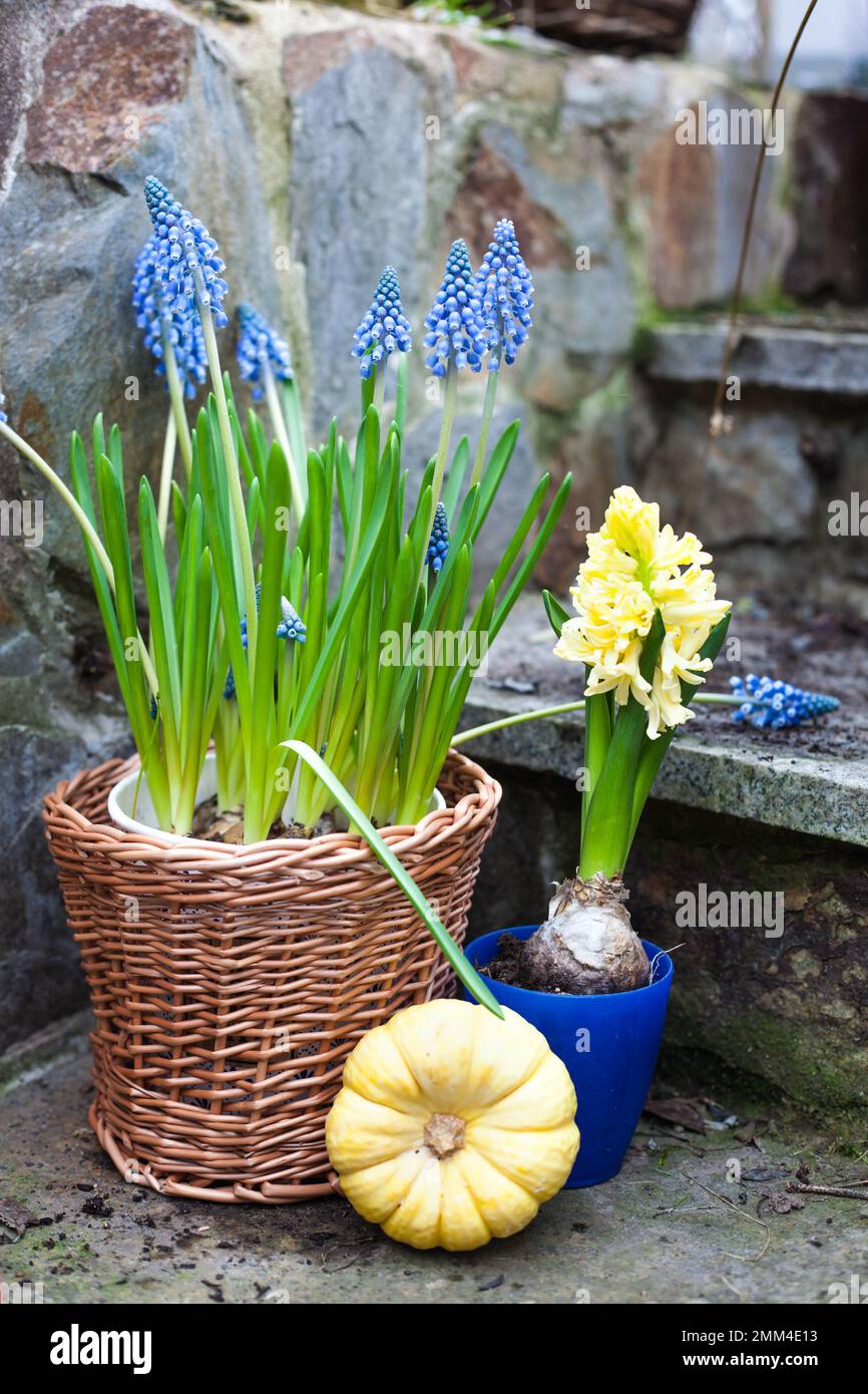 spring flowers decoration bulb flowers grape hyacinth Muscari and yellow hyacinth in handmade wickery basket and pumpkin baby boo outdoors Stock Photo