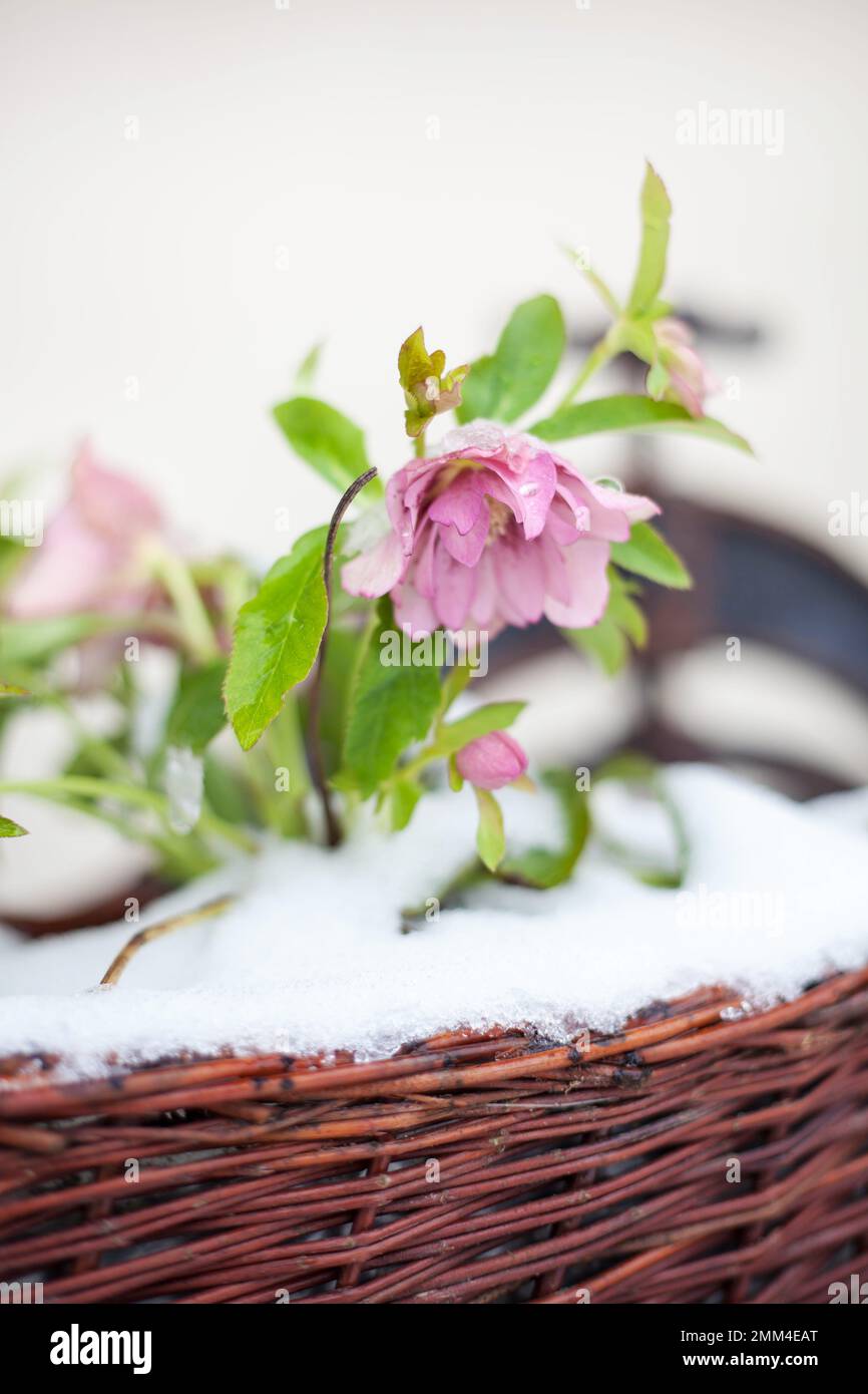 hellebore Double Ellen Pink Picotee called winter rose in the wickery ...