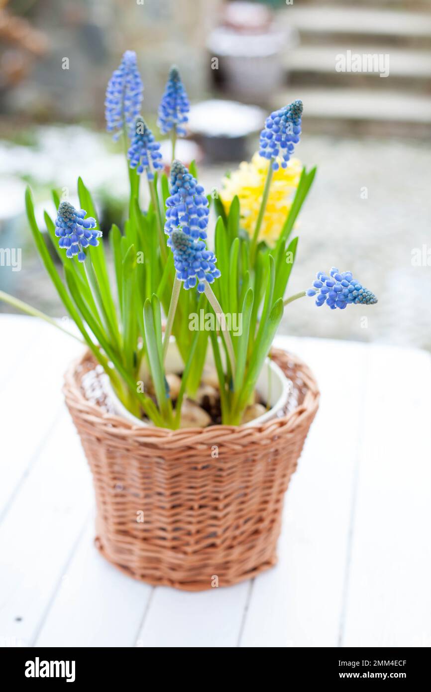 spring bulb flowers grape hyacinth Muscari and yellow hyacinth in handmade wickery basket on white wooden table outdoors Stock Photo