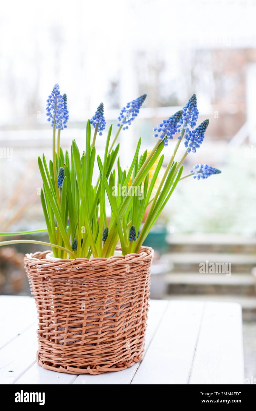 spring bulb flowers grape hyacinth Muscari and yellow hyacinth in handmade wickery basket on white wooden table outdoors Stock Photo