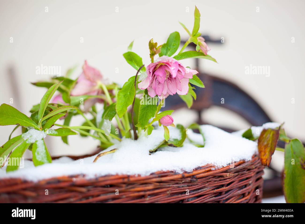 hellebore Double Ellen Pink Picotee called winter rose in the wickery ...