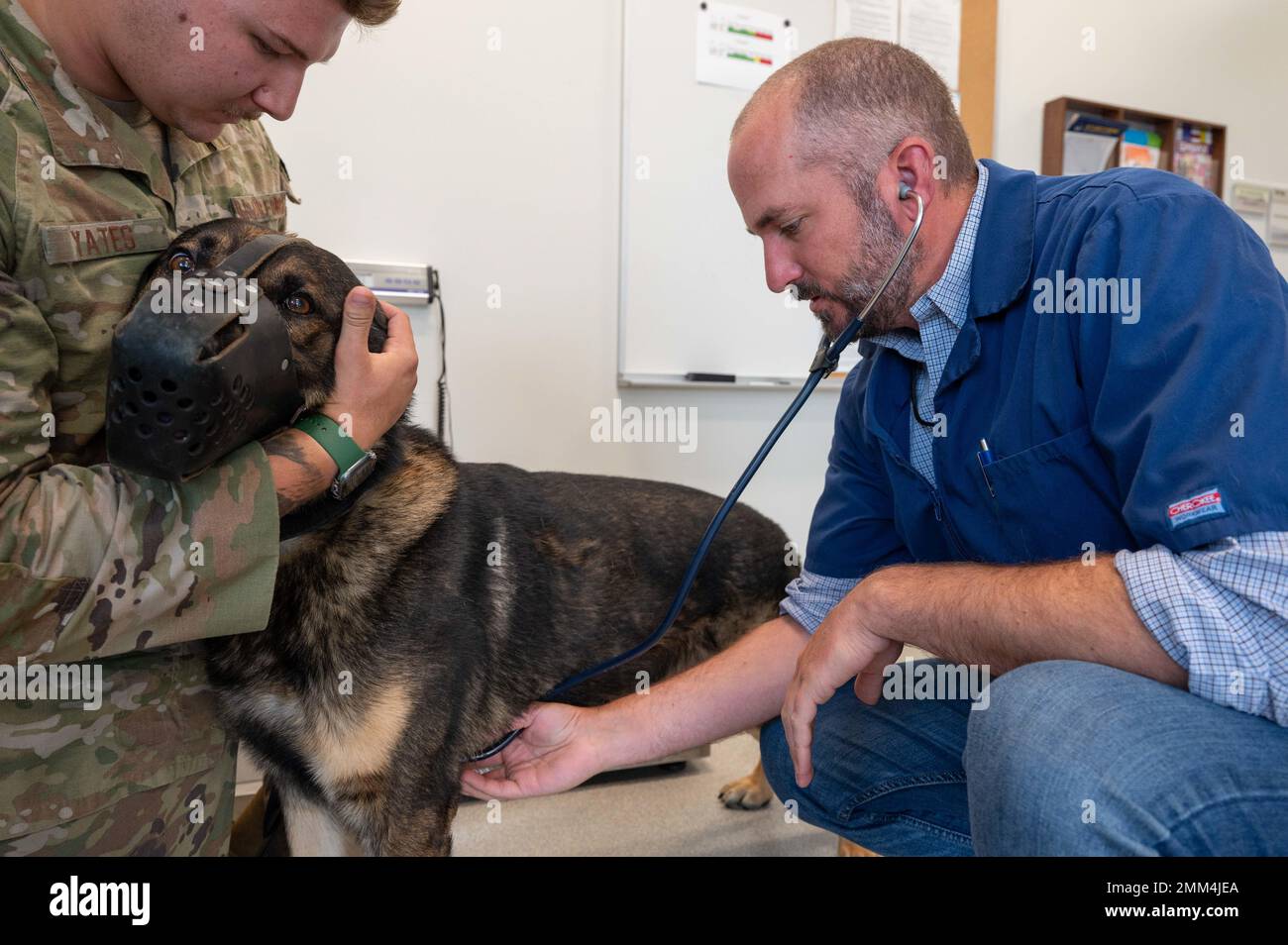 Hennessey, veterinarian, checks the heartbeat of a military