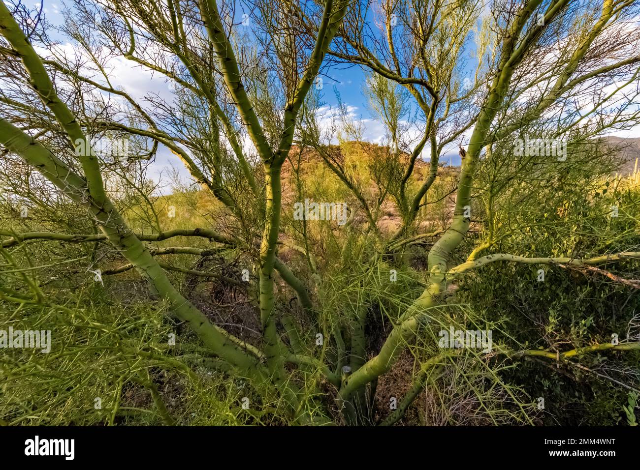 Yellow Palo Verde, Parkinsonia microphylla, with its green bark in Saguaro National Park, Arizona, USA Stock Photo