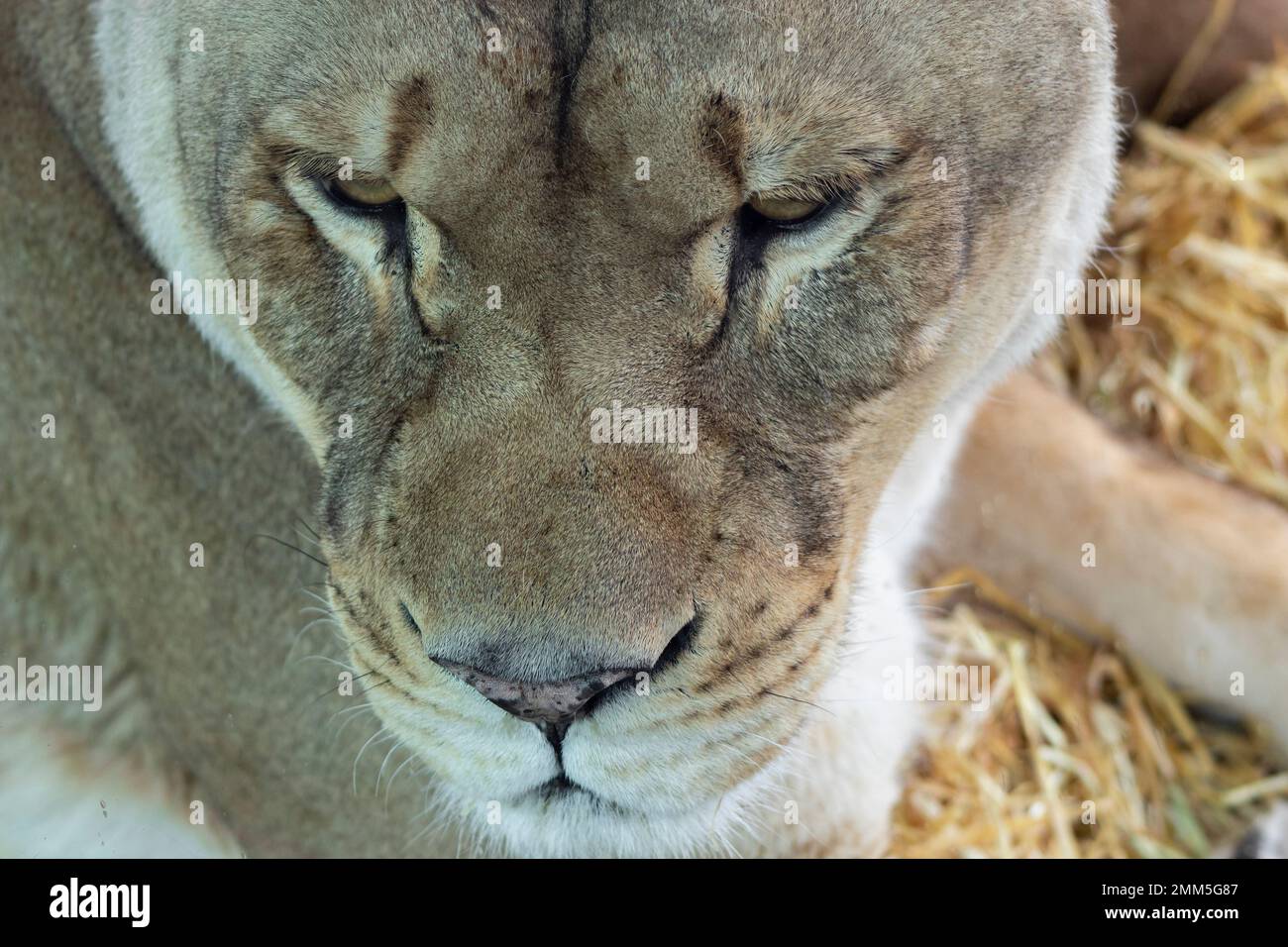 close up of lioness face Stock Photo