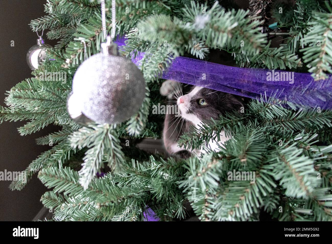 cat playing in Christmas tree Stock Photo