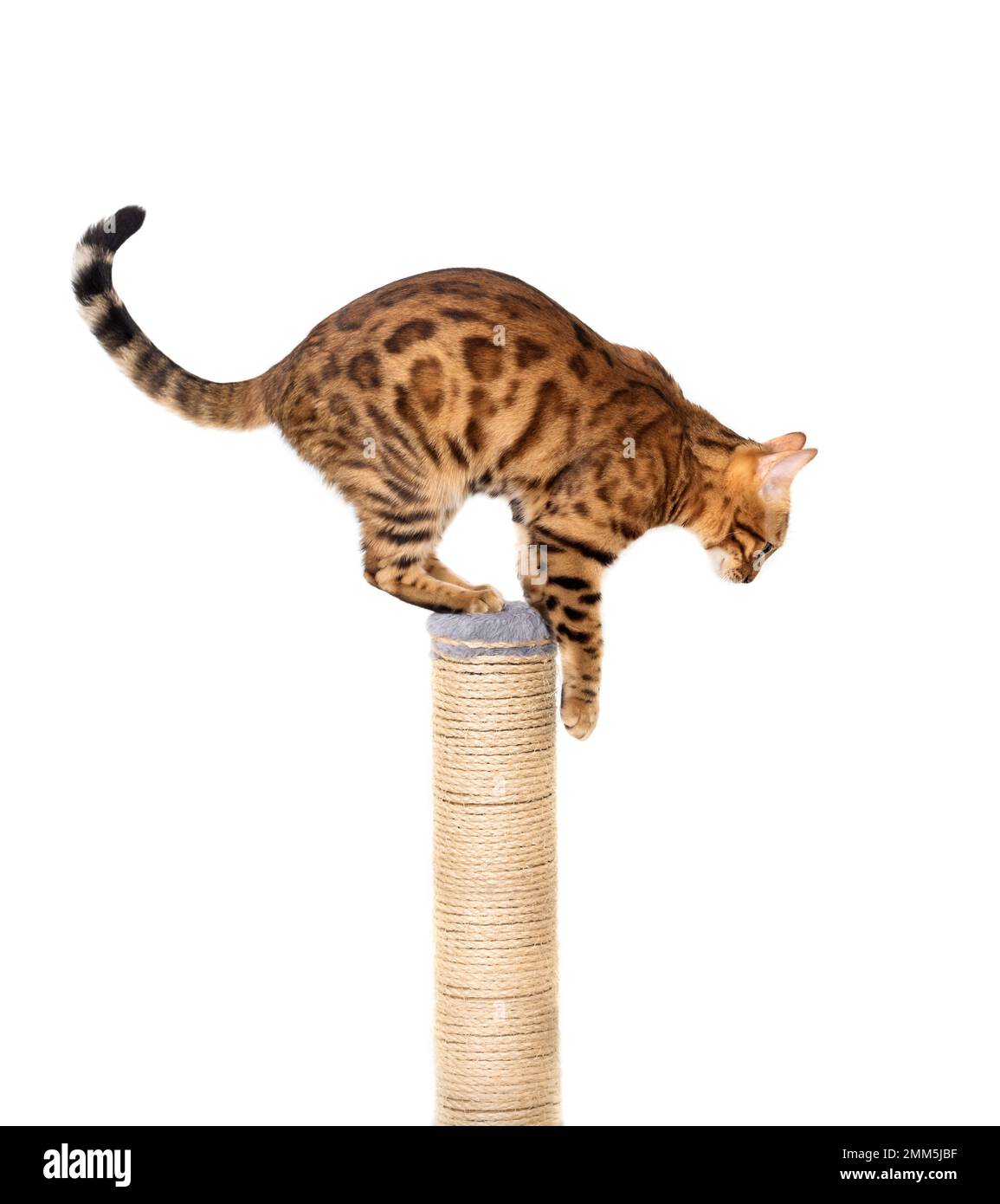 Bengal cat on a scratching post isolated on white background Stock