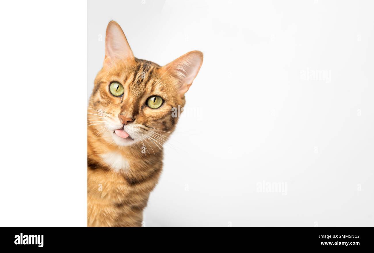 920+ Cat Meme Stock Photos, Pictures & Royalty-Free Images - iStock