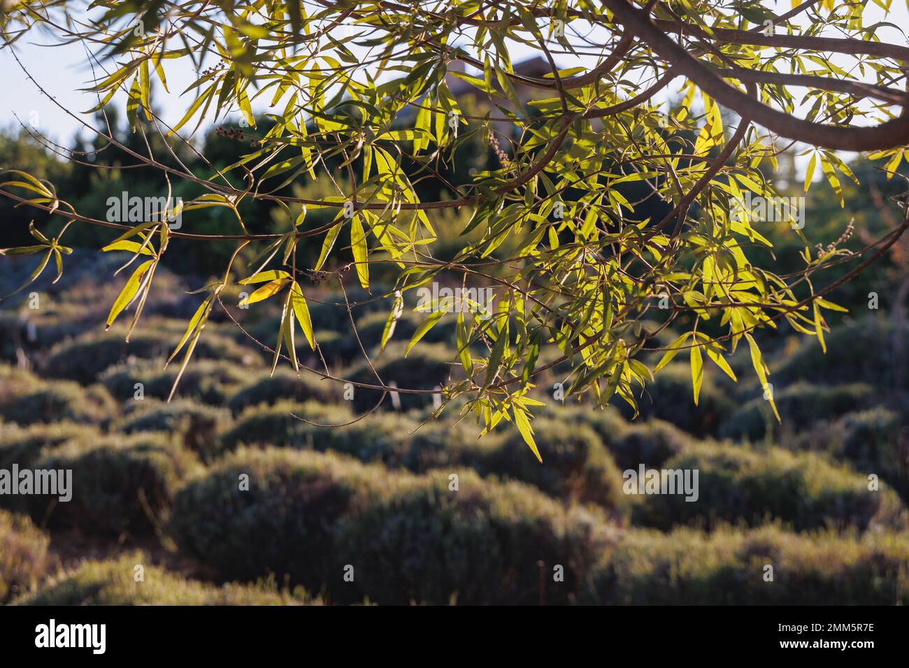Vitex agnus-castus plant called chaste tree in Cyprus island country Stock Photo