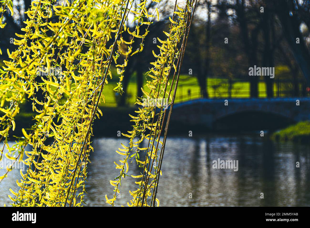 Yellow weeping willow branches in spring Stock Photo