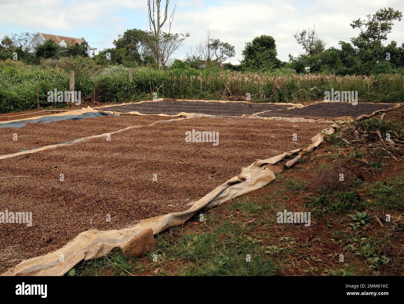 Coffee growing, drying coffee beans Annam, Vietnam. December Stock