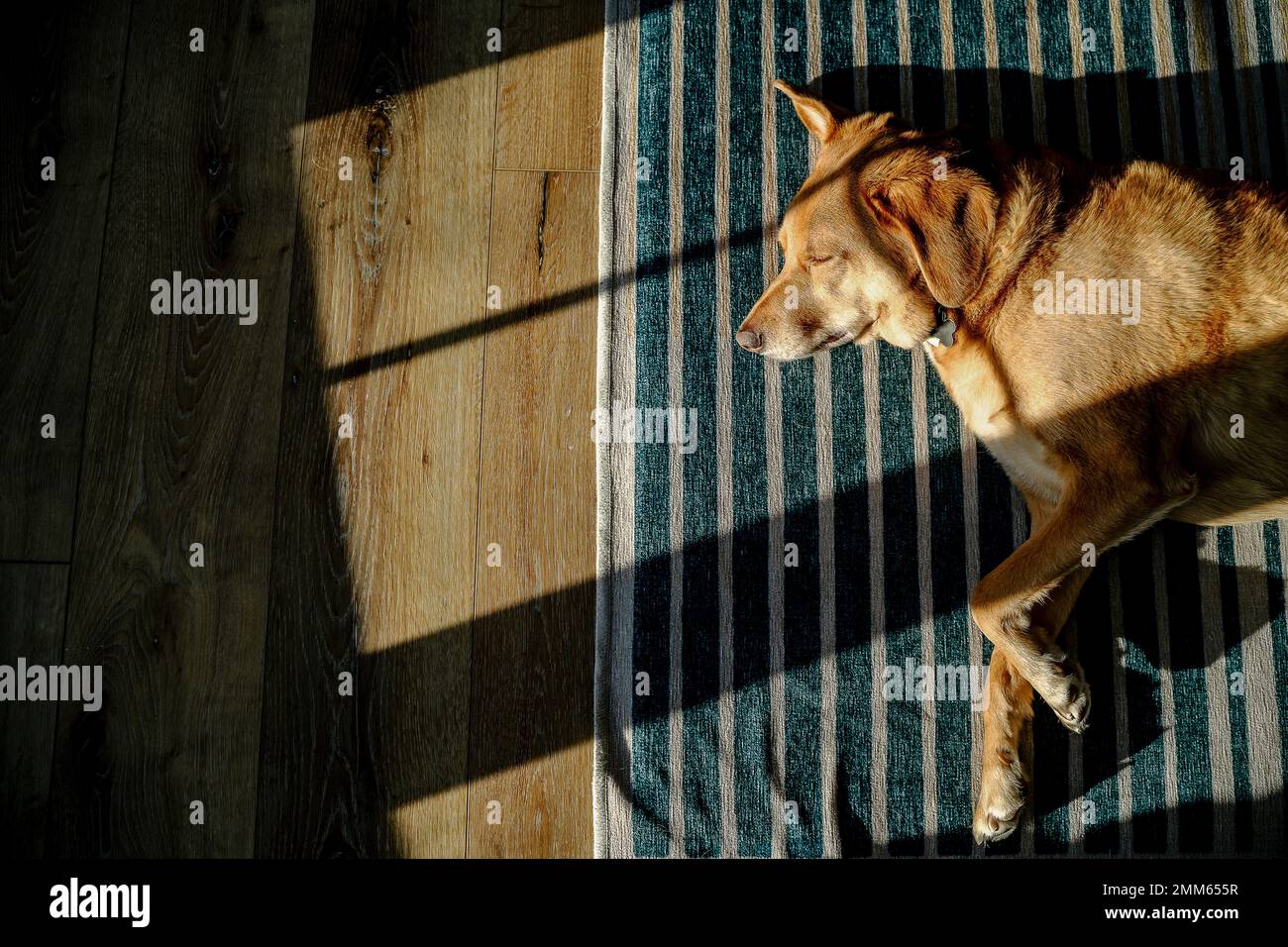 Brown Hound Dog Sleeping in Sunlight on Rug Stock Photo - Alamy