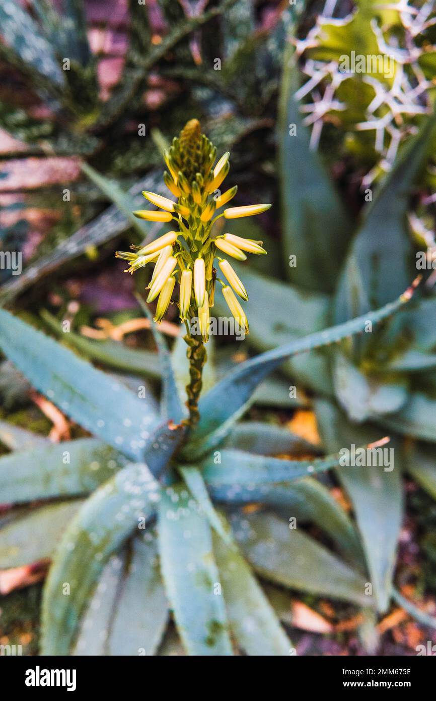 Inside flowering hi-res stock photography and images - Alamy