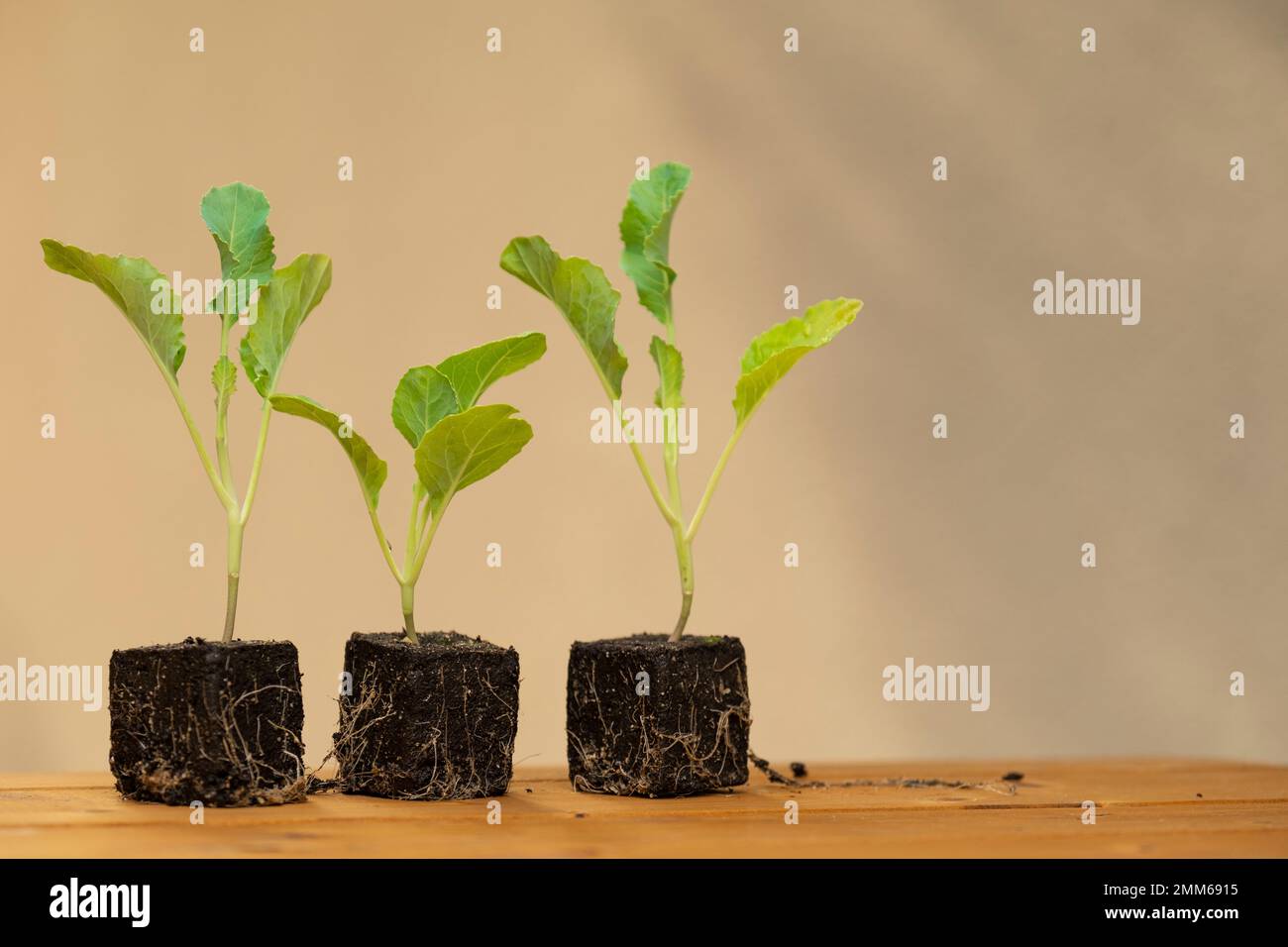 Kohlrabi seedlings with root system Stock Photo Alamy